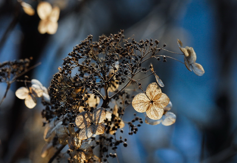 Blatt_DDC8260.jpg   26.04.jpg